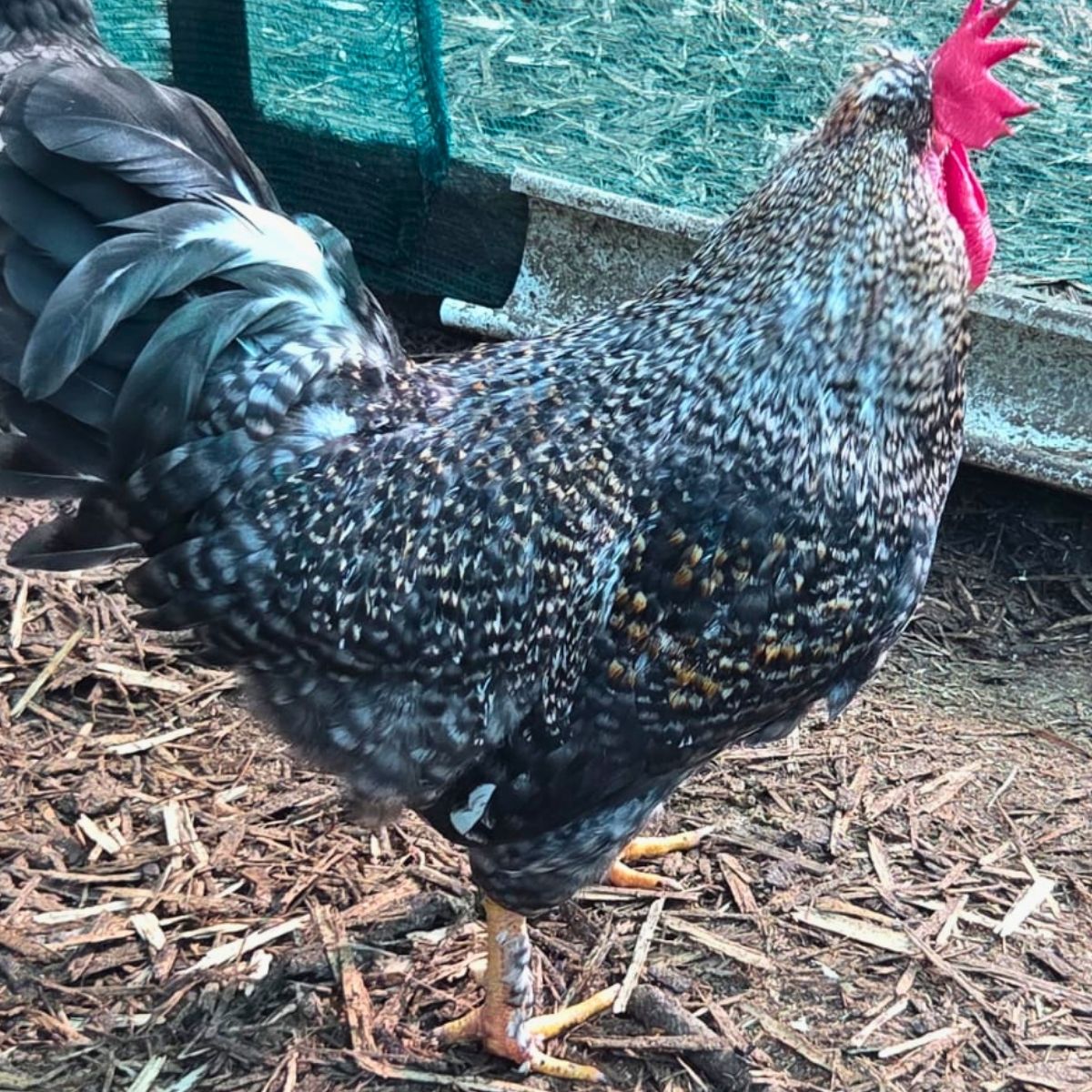 Cream Legbar-Type Cross Fertile Eggs – Blue & Green Egg Layers (PRICE IS PER EGG) - Image 39