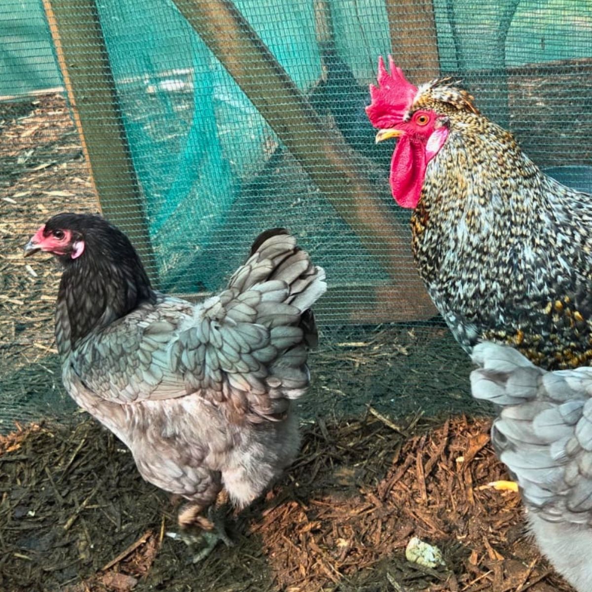 Cream Legbar-Type Cross Fertile Eggs – Blue & Green Egg Layers (PRICE IS PER EGG) - Image 38