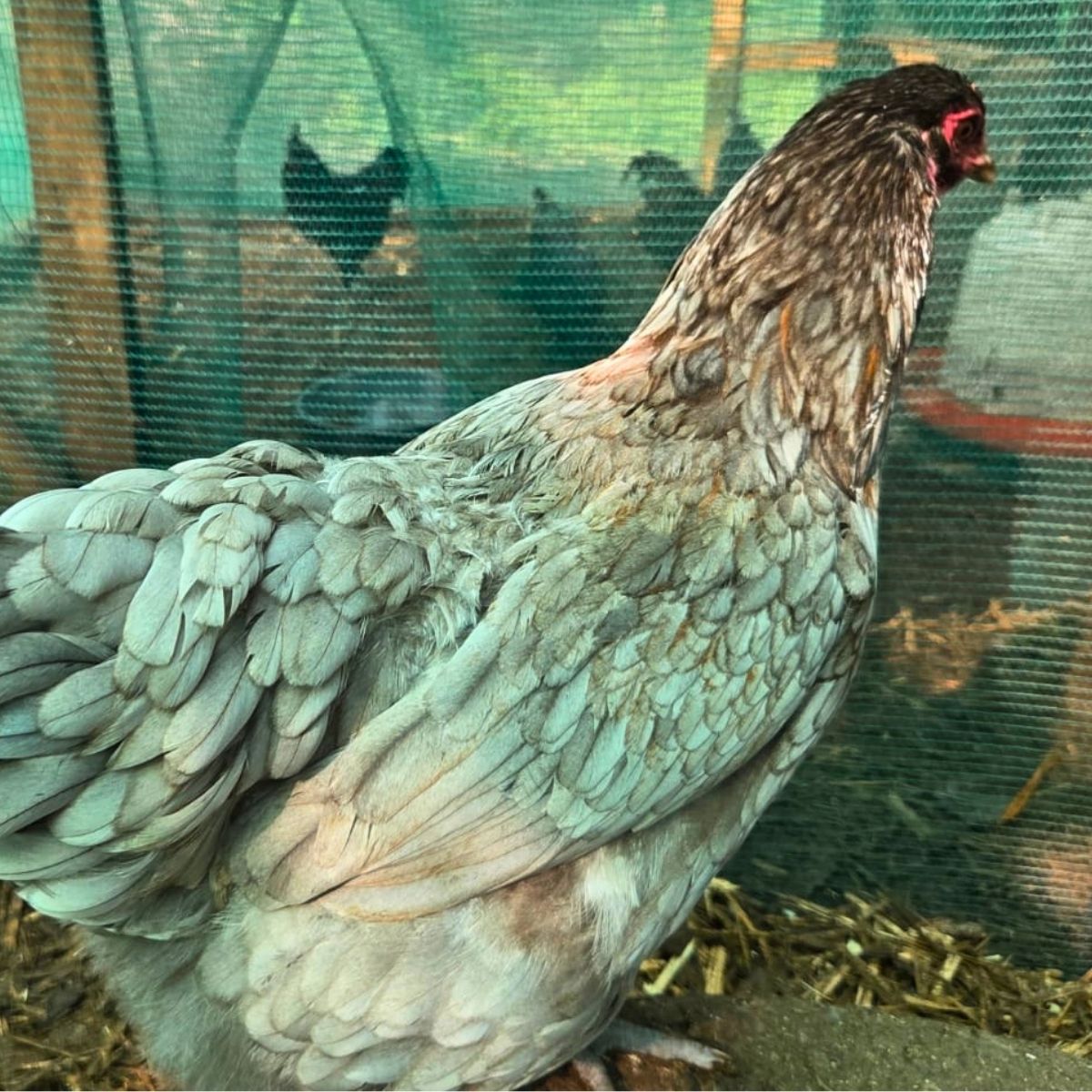 Cream Legbar-Type Cross Fertile Eggs – Blue & Green Egg Layers (PRICE IS PER EGG) - Image 37