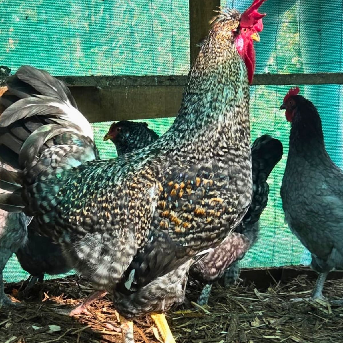 Cream Legbar-Type Cross Fertile Eggs – Blue & Green Egg Layers (PRICE IS PER EGG) - Image 35