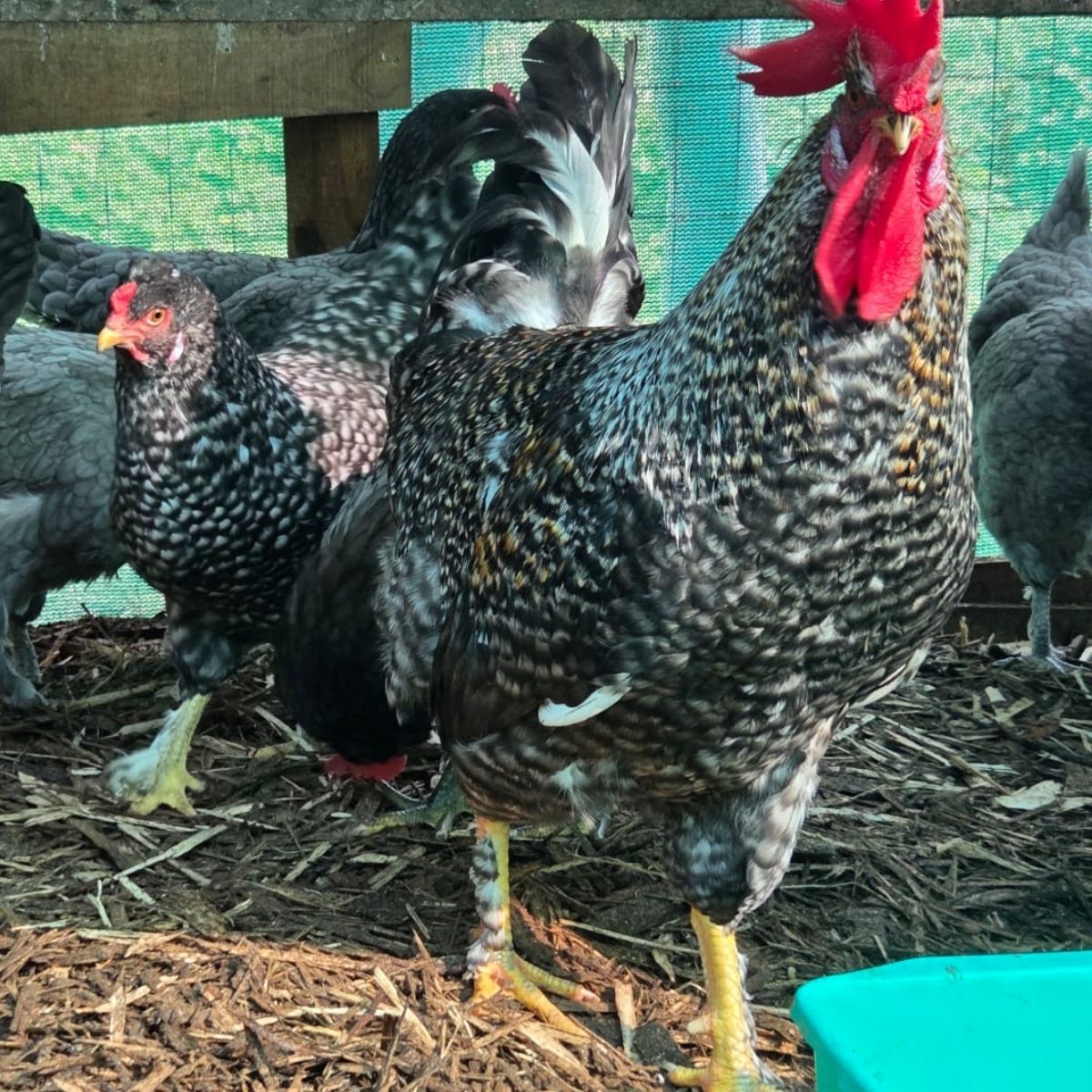 Cream Legbar-Type Cross Fertile Eggs – Blue & Green Egg Layers (PRICE IS PER EGG) - Image 34