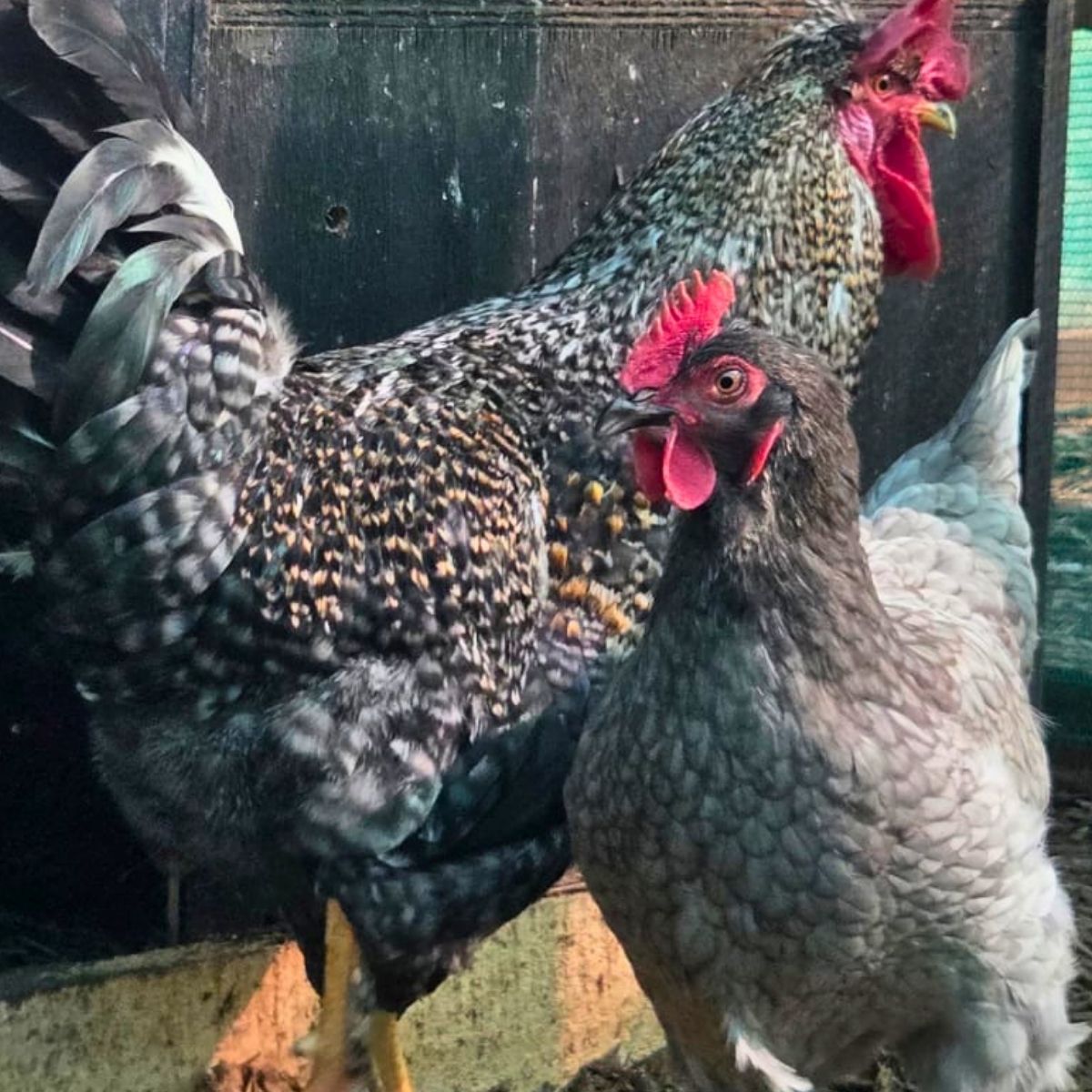 Cream Legbar-Type Cross Fertile Eggs – Blue & Green Egg Layers (PRICE IS PER EGG) - Image 33