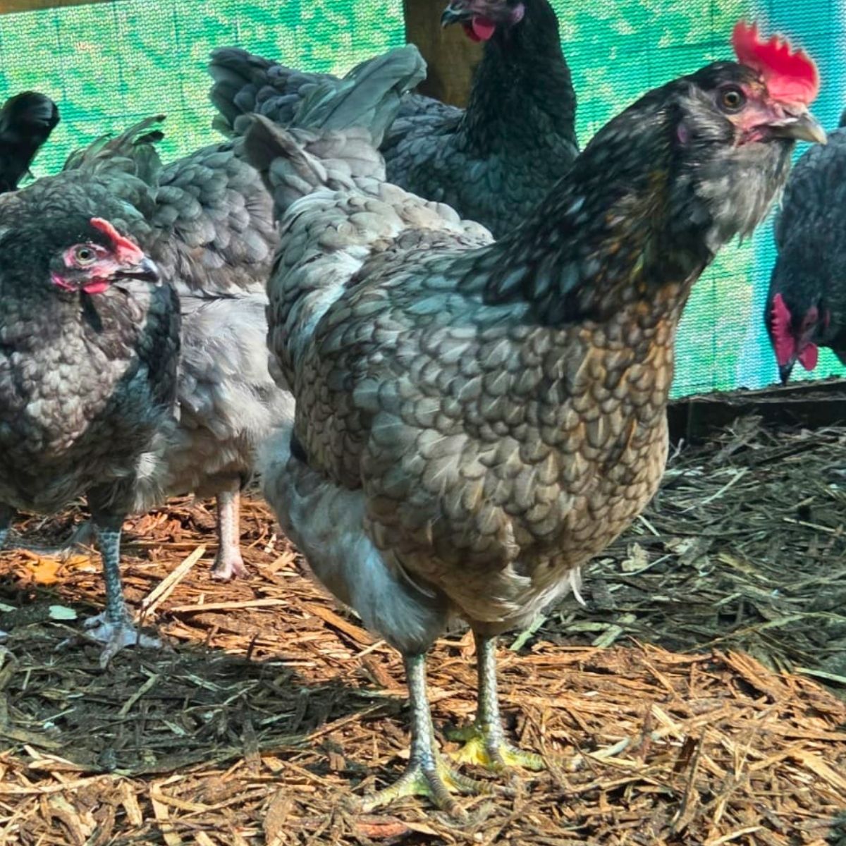 Cream Legbar-Type Cross Fertile Eggs – Blue & Green Egg Layers (PRICE IS PER EGG) - Image 32