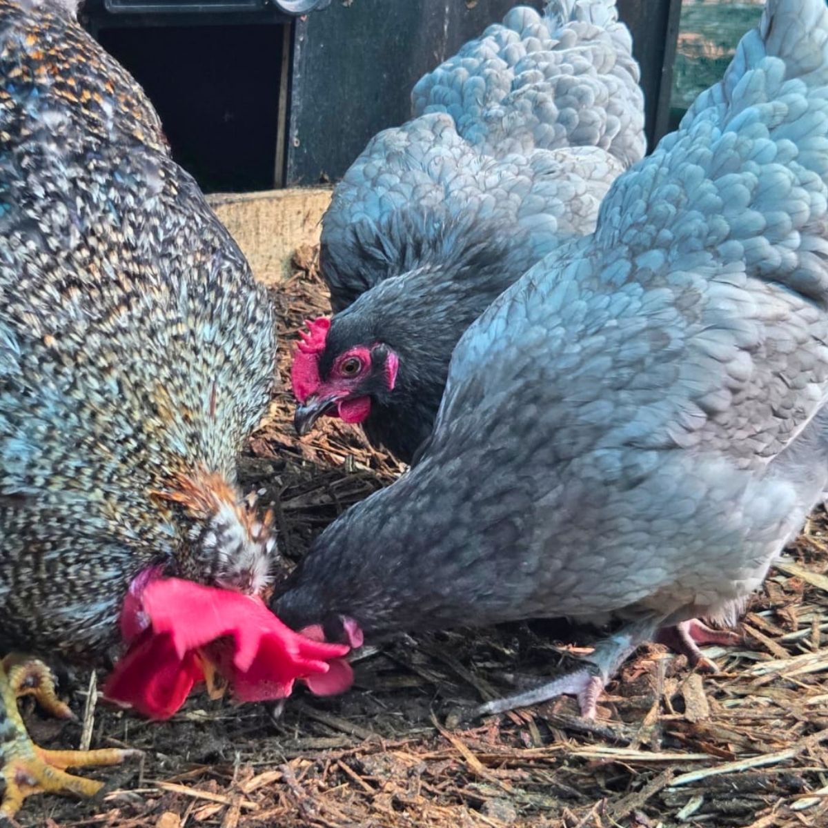 Cream Legbar-Type Cross Fertile Eggs – Blue & Green Egg Layers (PRICE IS PER EGG) - Image 31