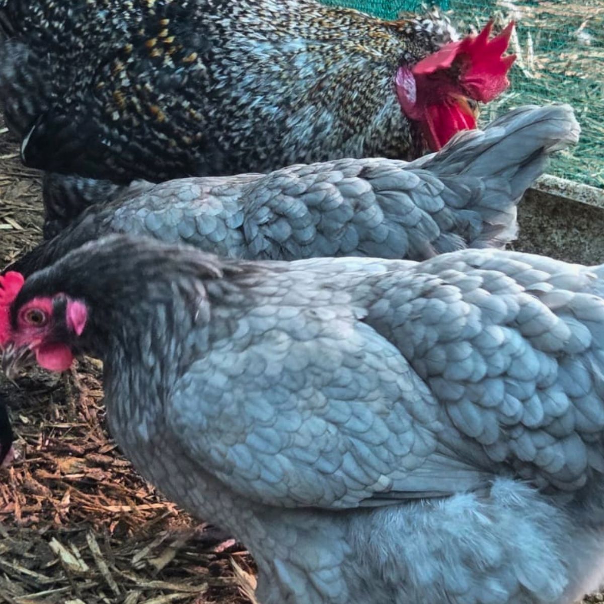 Cream Legbar-Type Cross Fertile Eggs – Blue & Green Egg Layers (PRICE IS PER EGG) - Image 30