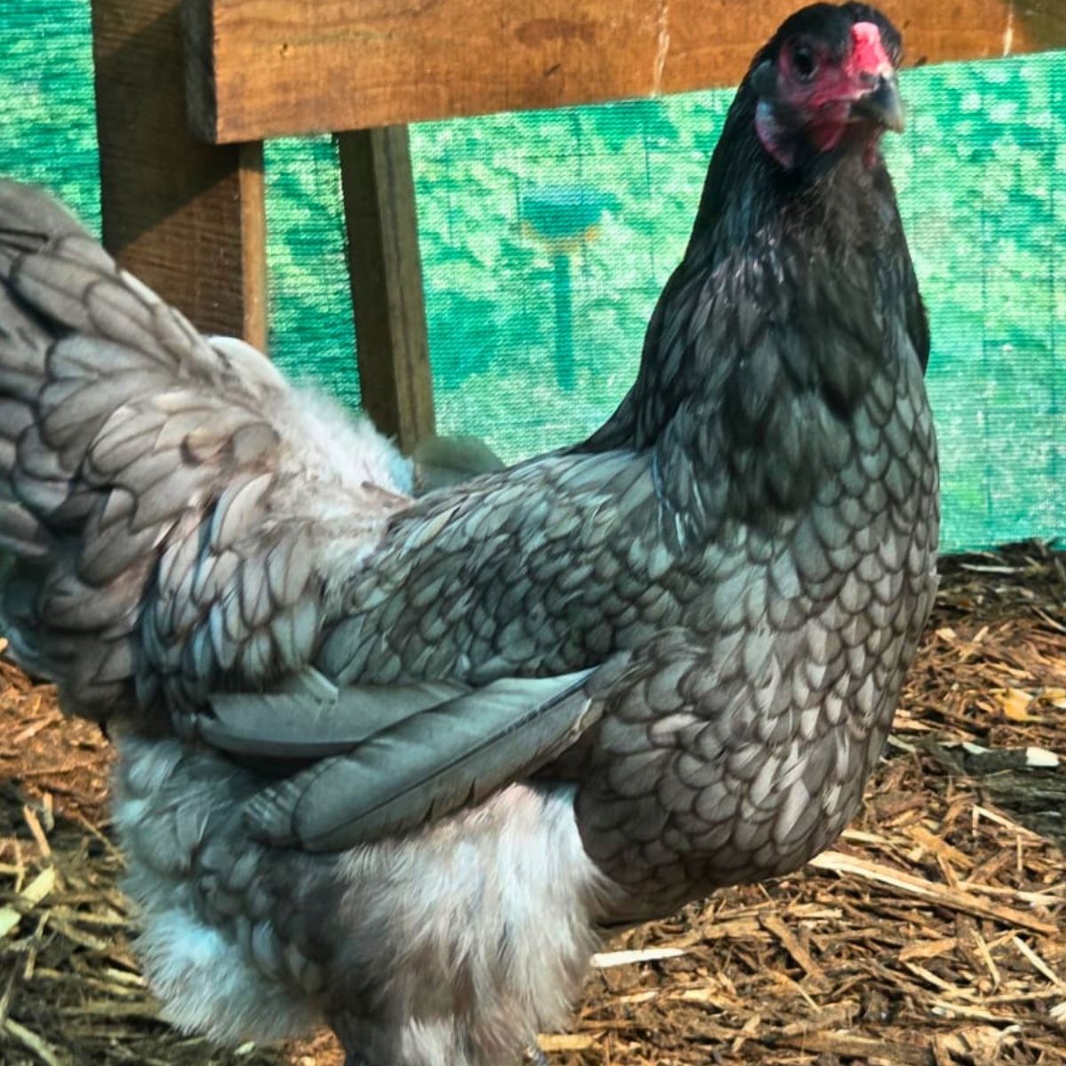 Cream Legbar-Type Cross Fertile Eggs – Blue & Green Egg Layers (PRICE IS PER EGG) - Image 29