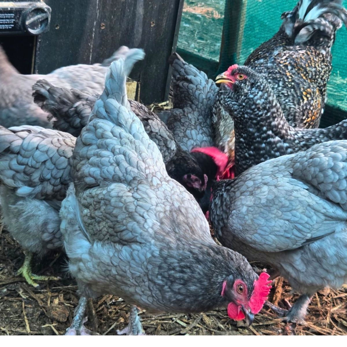Cream Legbar-Type Cross Fertile Eggs – Blue & Green Egg Layers (PRICE IS PER EGG) - Image 28