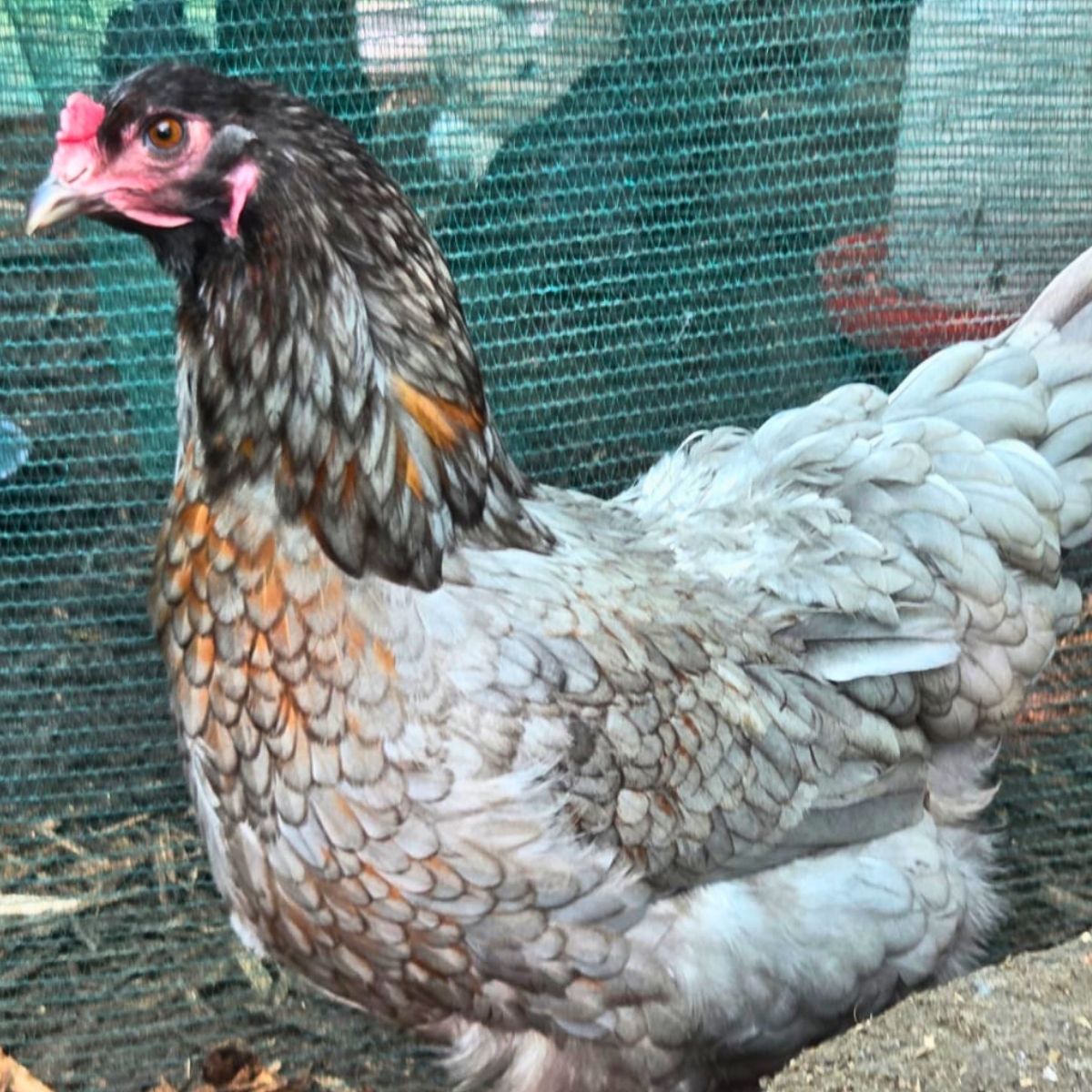 Cream Legbar-Type Cross Fertile Eggs – Blue & Green Egg Layers (PRICE IS PER EGG) - Image 27