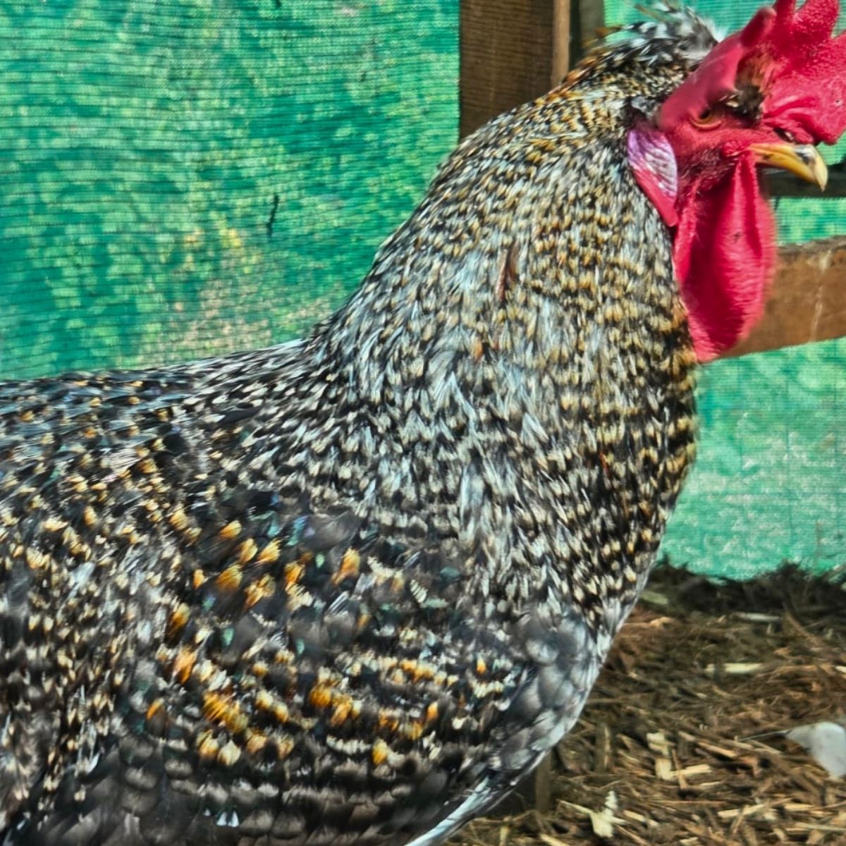 Cream Legbar-Type Cross Fertile Eggs – Blue & Green Egg Layers (PRICE IS PER EGG) - Image 26