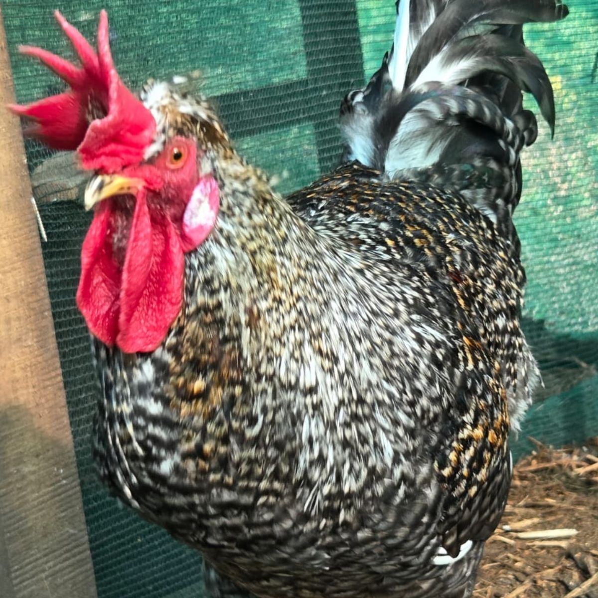 Cream Legbar-Type Cross Fertile Eggs – Blue & Green Egg Layers (PRICE IS PER EGG) - Image 25