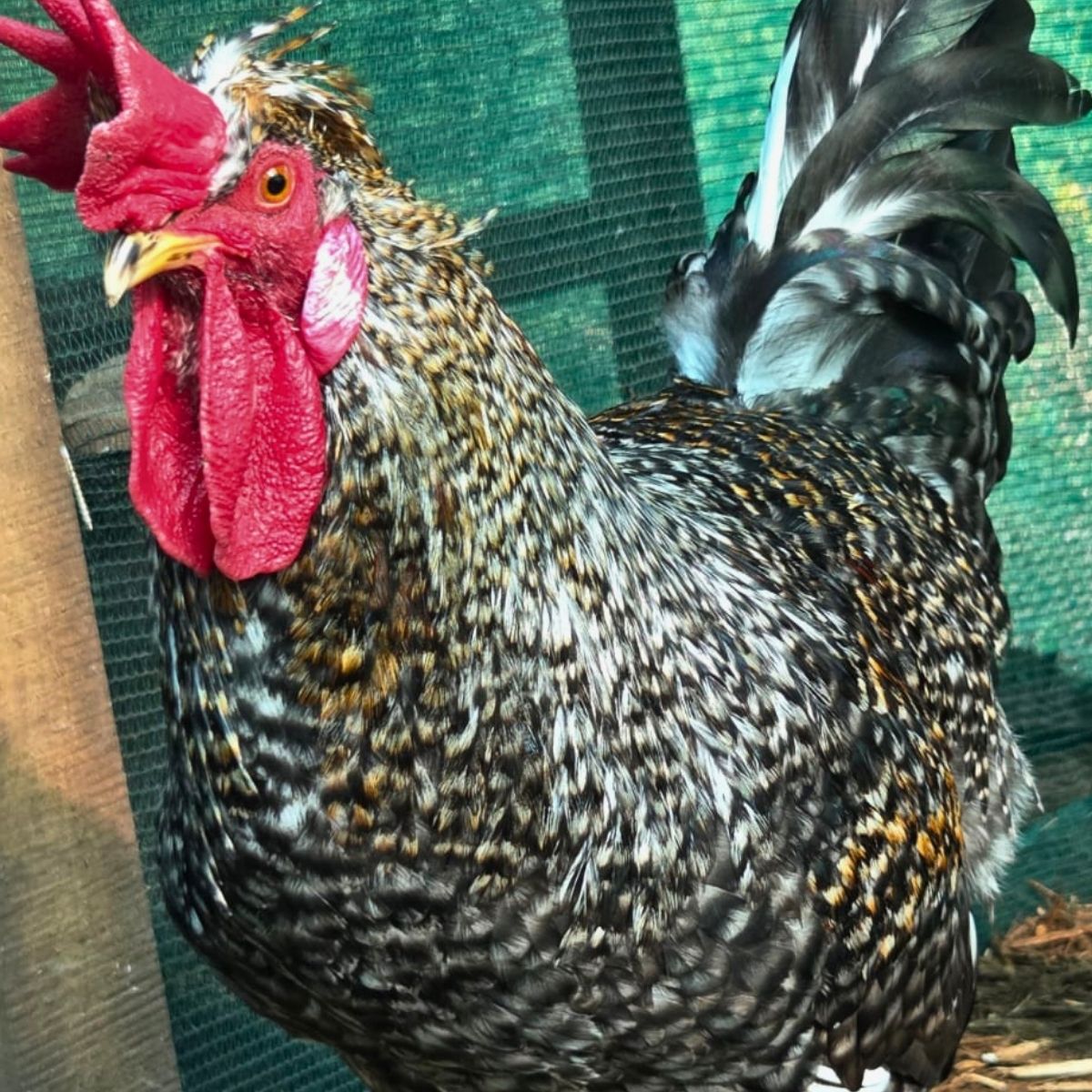 Cream Legbar-Type Cross Fertile Eggs – Blue & Green Egg Layers (PRICE IS PER EGG) - Image 24