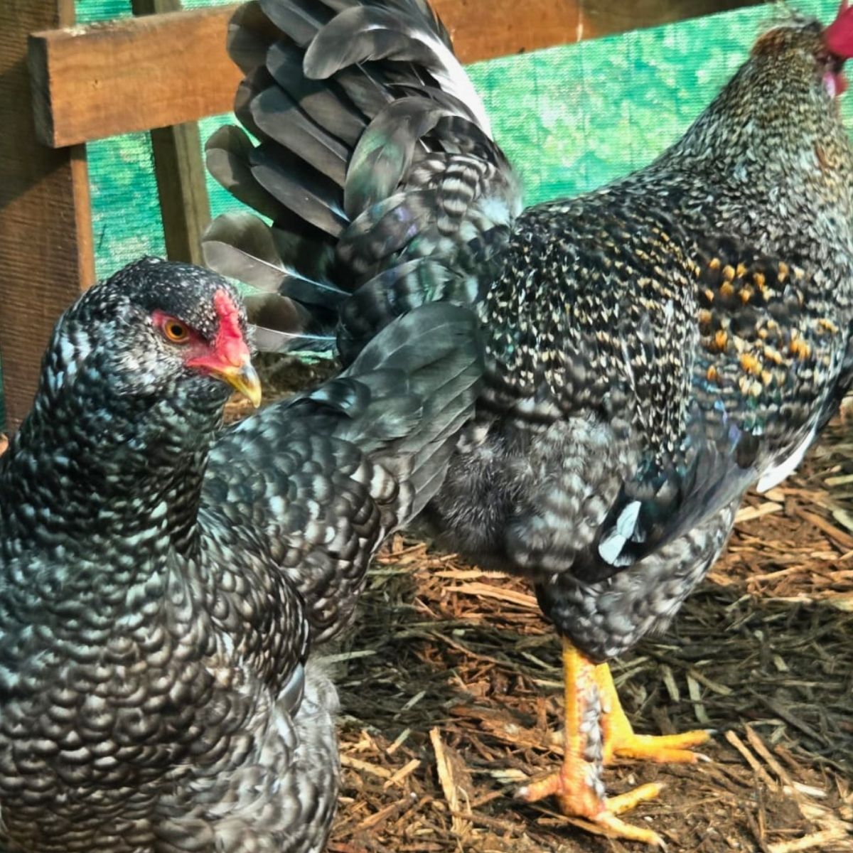 Cream Legbar-Type Cross Fertile Eggs – Blue & Green Egg Layers (PRICE IS PER EGG) - Image 23