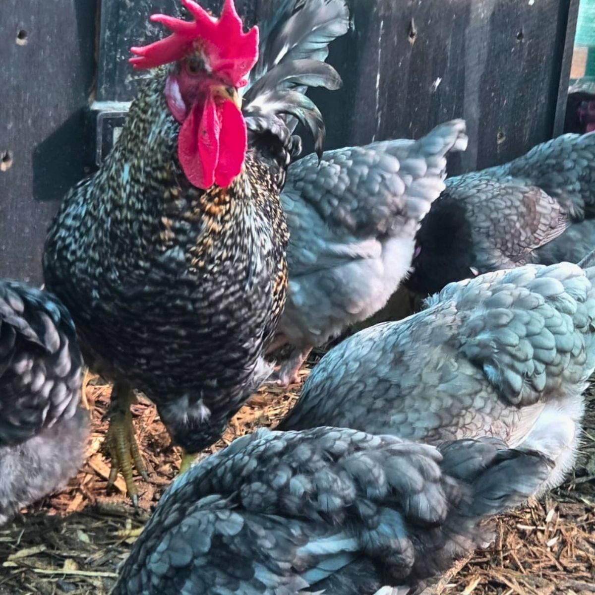 Cream Legbar-Type Cross Fertile Eggs – Blue & Green Egg Layers (PRICE IS PER EGG) - Image 22