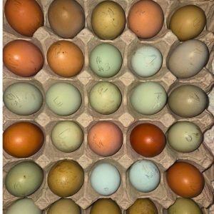 Easter Egger Fertile Eggs – Mixed Colour Egg Layer Line (PRICE IS PER EGG)