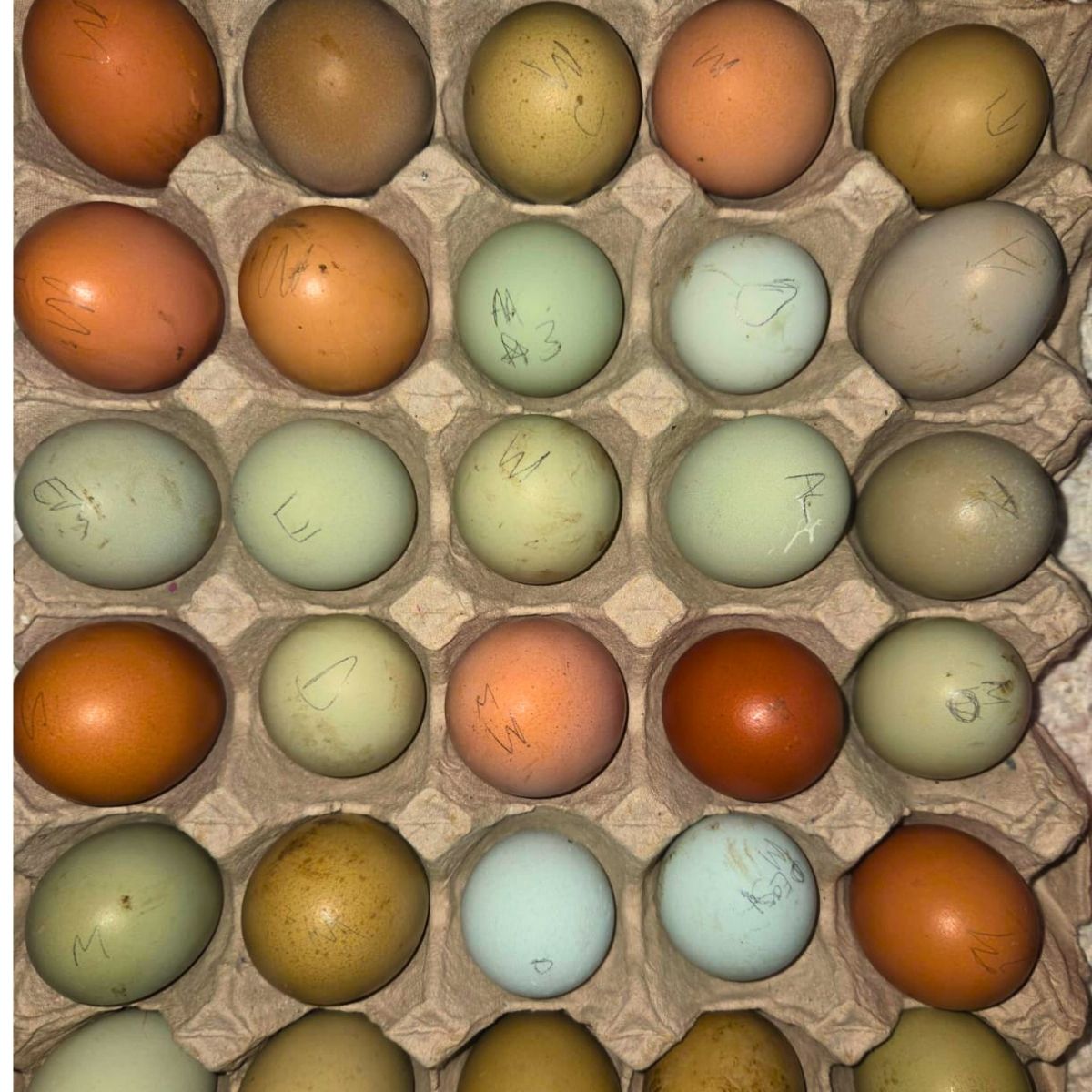 Easter Egger Fertile Eggs – Mixed Colour Egg Layer Line (PRICE IS PER EGG)