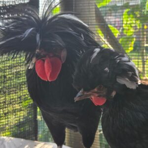 Polish Bantam Fertile Eggs – Crested Ornamental Line