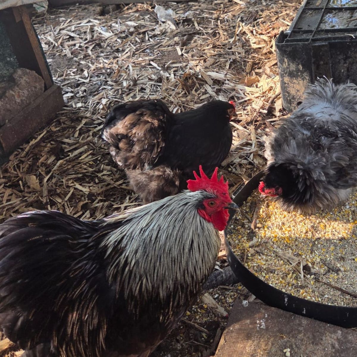 Cochin Bantam Fertile Eggs – Frizzle & Smooth Feather Line - Image 5