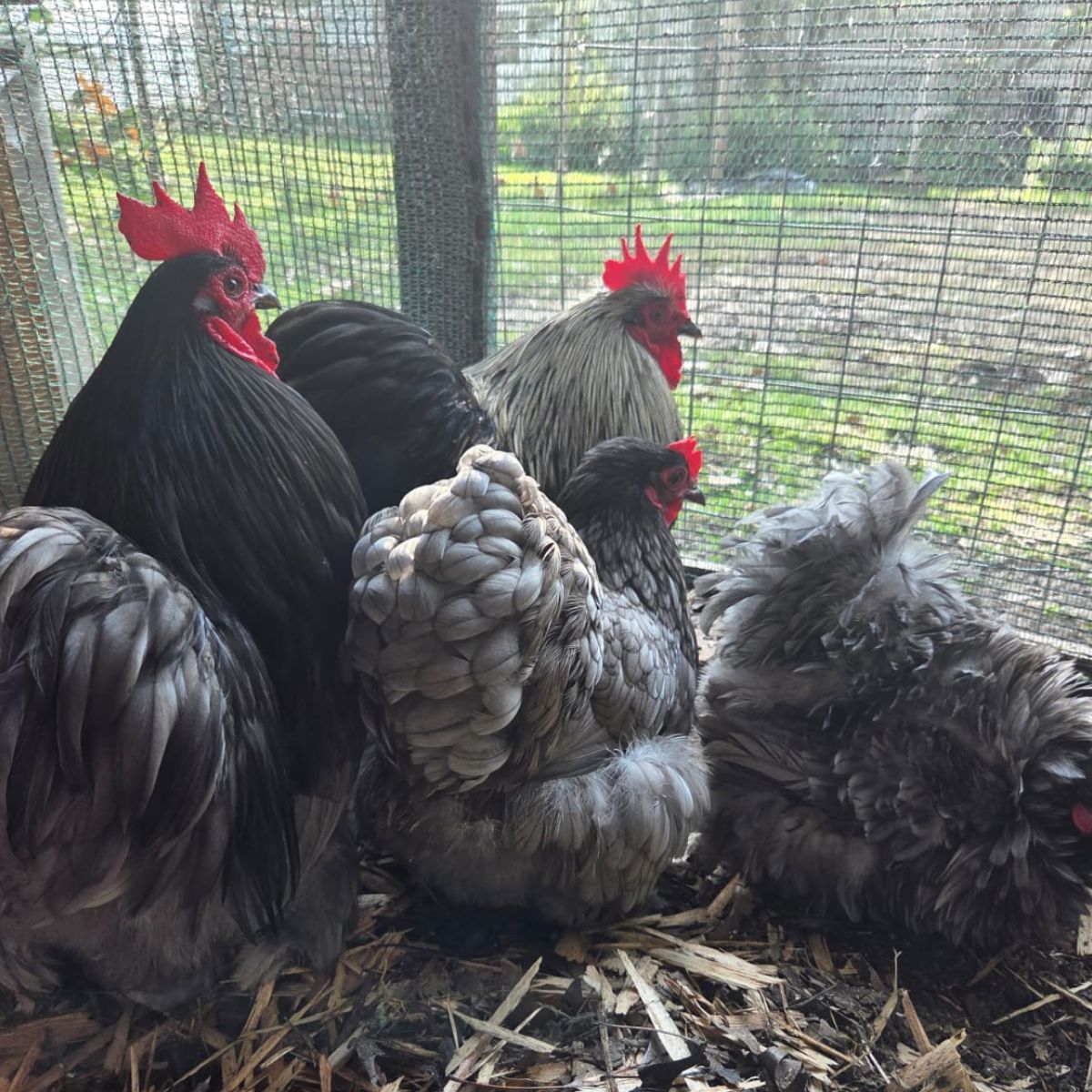 Cochin Bantam Fertile Eggs – Frizzle & Smooth Feather Line - Image 4
