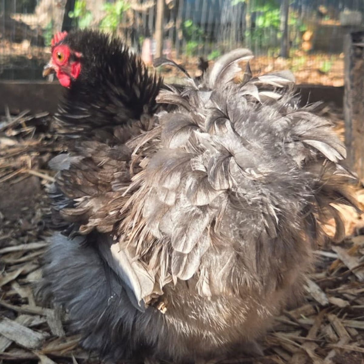 Cochin Bantam Fertile Eggs – Frizzle & Smooth Feather Line - Image 3