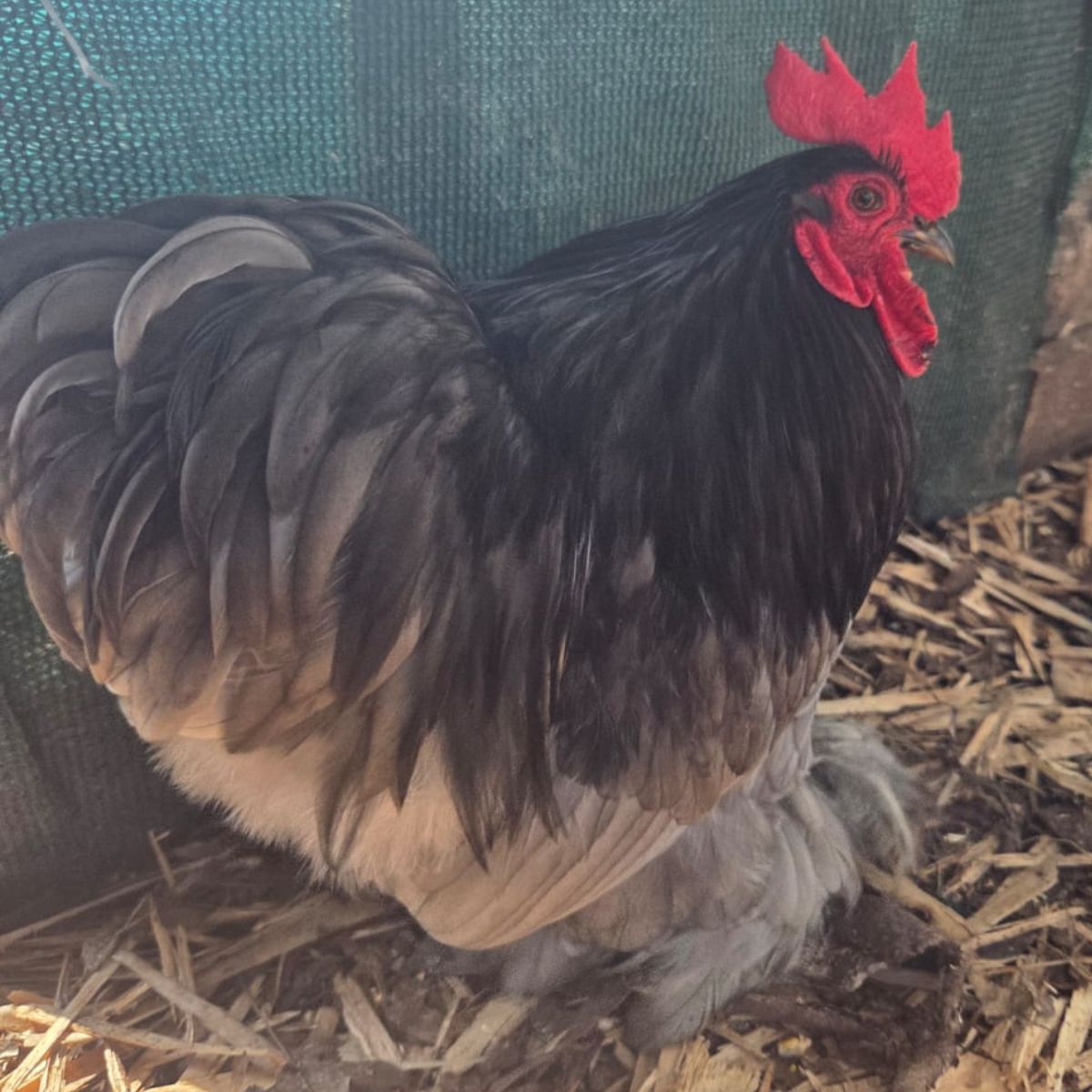 Cochin Bantam Fertile Eggs – Frizzle & Smooth Feather Line - Image 2