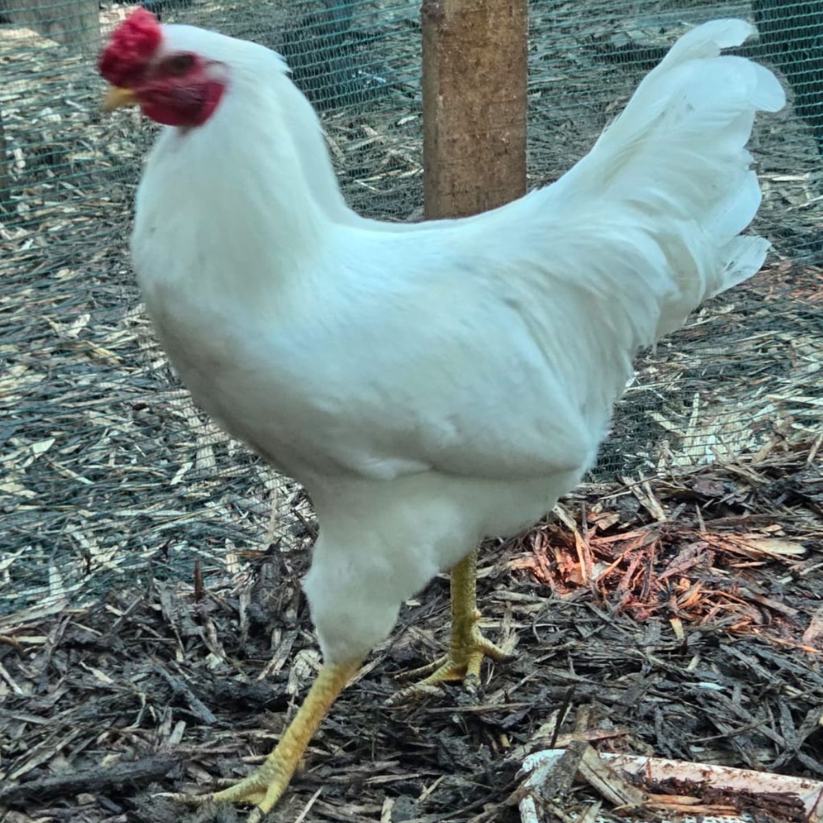 Easter Egger Fertile Eggs – Mixed Colour Egg Layer Line - Image 4