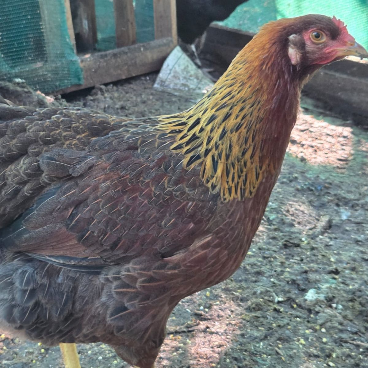 Easter Egger Fertile Eggs – Mixed Colour Egg Layer Line - Image 3