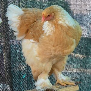 Brahma Fertile Eggs – Mixed Colour Gentle Giant Line