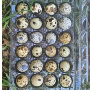 Coturnix Quail Fertile Eggs – Fast Growing & Highly Productive