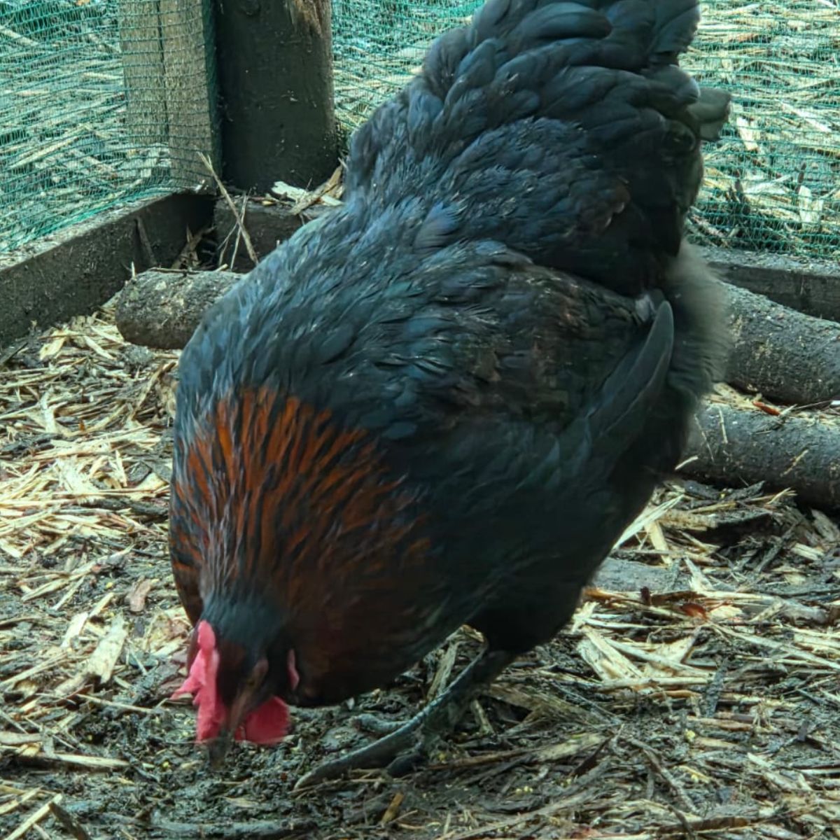 French Black Copper Maran Fertile Eggs – Rich Chocolate Layers - Image 2