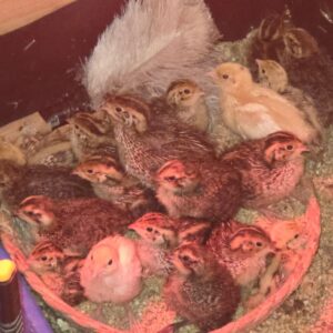 Coturnix Quail Chicks – 2 Week Old Fast Growing & Highly Productive