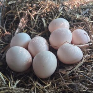 Cochin Bantam Fertile Eggs – Frizzle & Smooth Feather Line