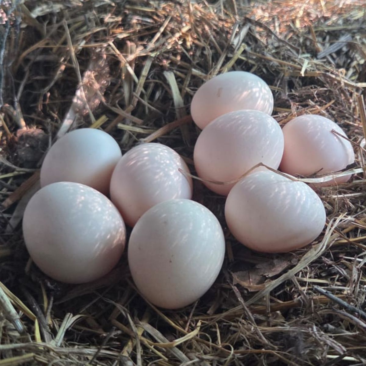 Cochin Bantam Fertile Eggs – Frizzle & Smooth Feather Line