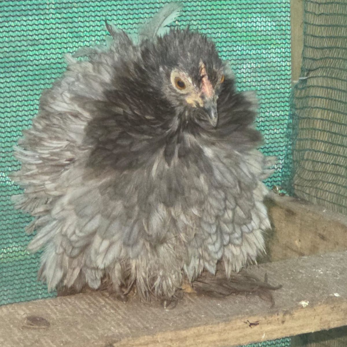 Cochin Bantam Fertile Eggs – Frizzle & Smooth Feather Line - Image 7
