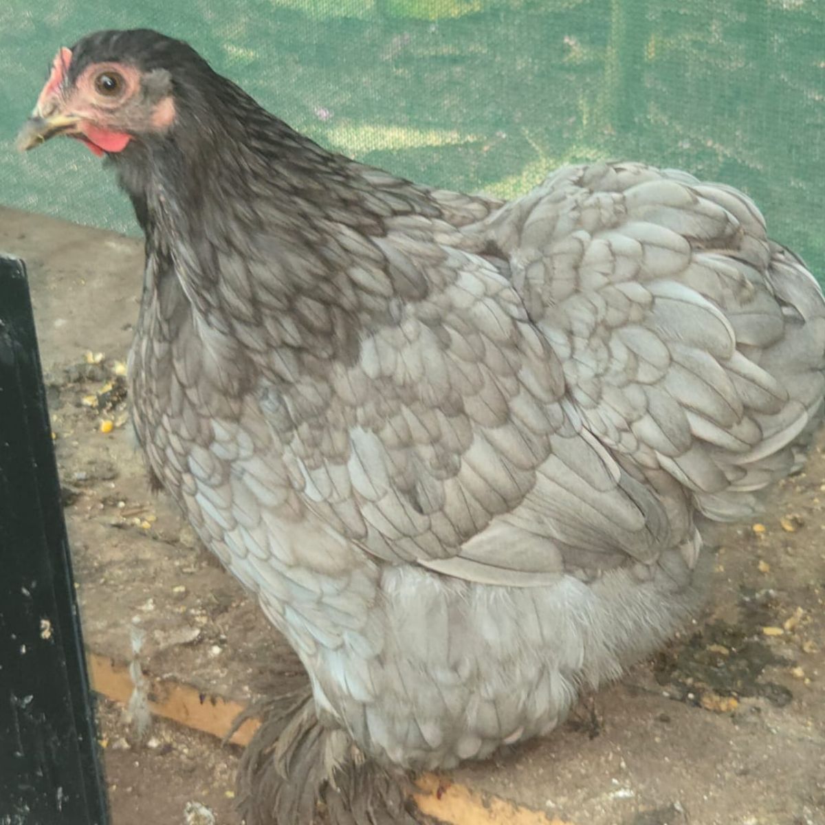 Cochin Bantam Fertile Eggs – Frizzle & Smooth Feather Line - Image 6