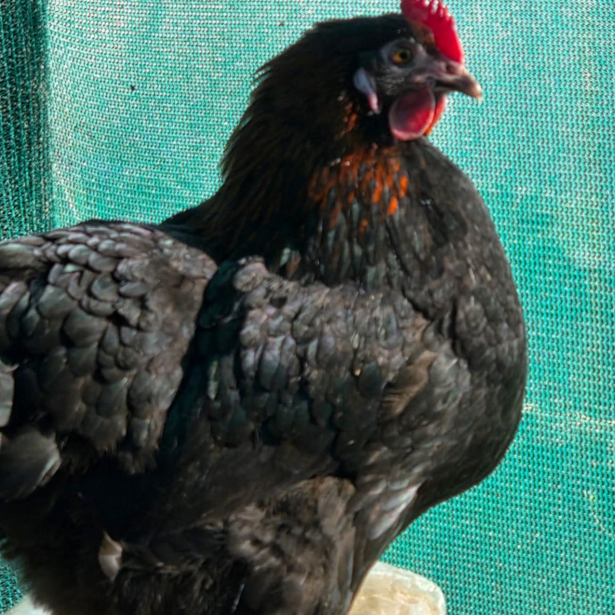 French Black Copper Maran Fertile Eggs – Rich Chocolate Layers - Image 3