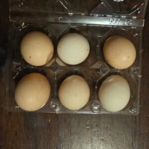Silkie Fertile Eggs – Fluffy Pure Line (Mixed Colours)