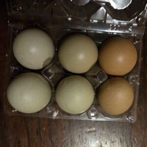 Olive Egger Fertile Eggs – Marans Cross Premium Line