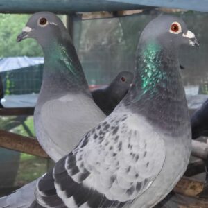 Homing Pigeons (Racing Type) – Breeding Pair (Male & Female)