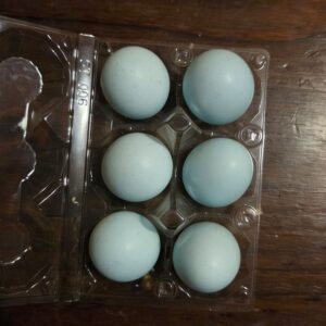 Ameraucana Type Blue Egg Fertile Eggs