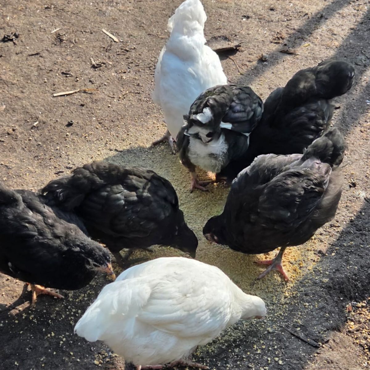 Farmyard Mix Growers – 11 Unsexed Chickens