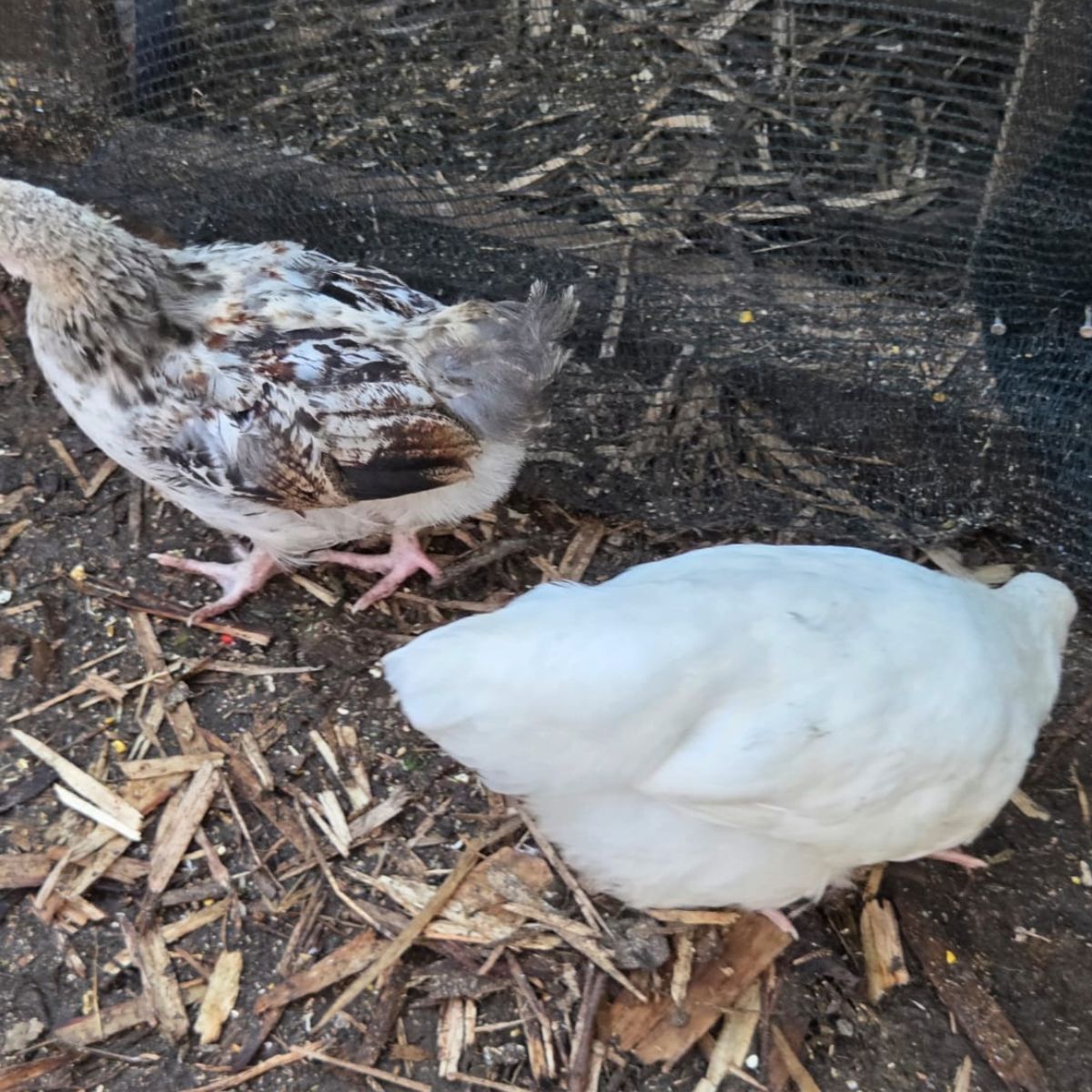 Farmyard Mix Growers – 11 Unsexed Chickens - Image 3