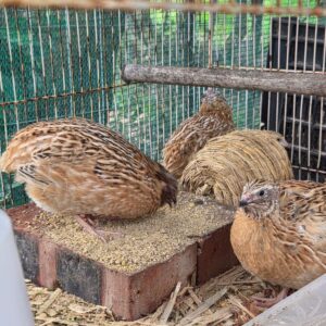 Light Brown Coturnix Quail Fertile Eggs – Golden Colour Variation