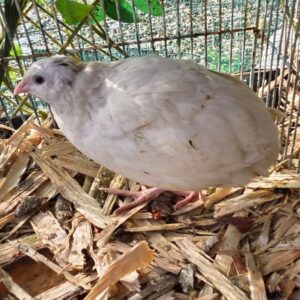 White Coturnix Quail Fertile Eggs – Rare White Colour Variation