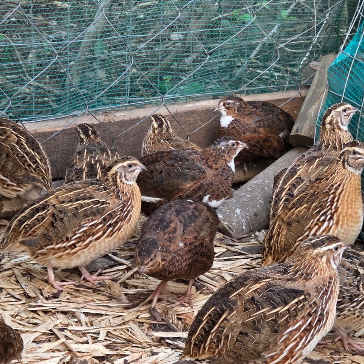 Coturnix Quail Chicks – 2 Week Old Fast Growing & Highly Productive - Image 7