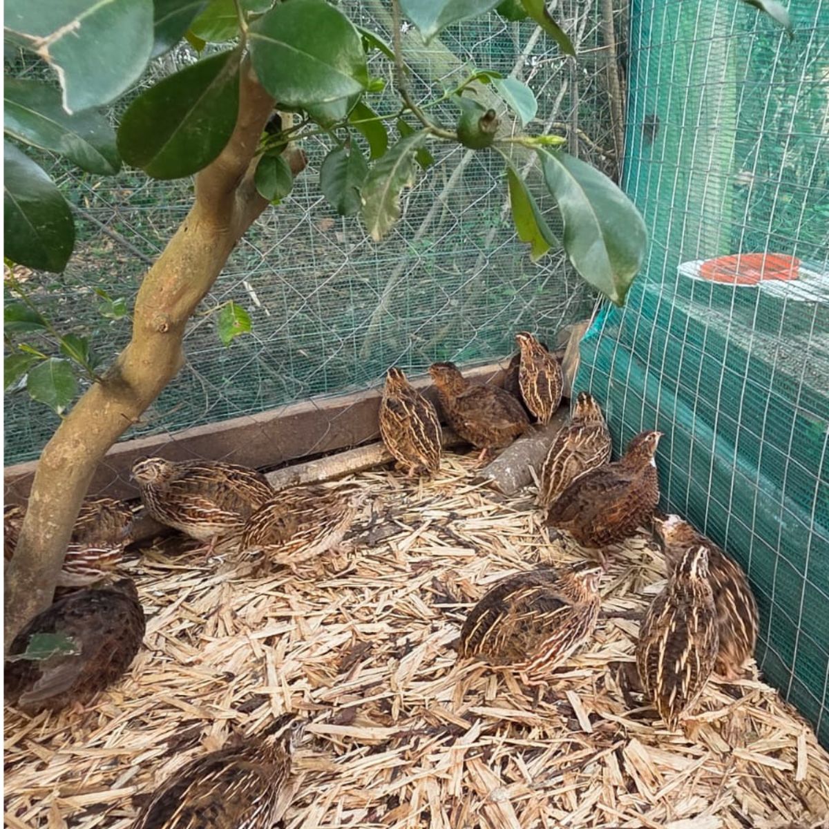 Coturnix Quail Chicks – 2 Week Old Fast Growing & Highly Productive - Image 6
