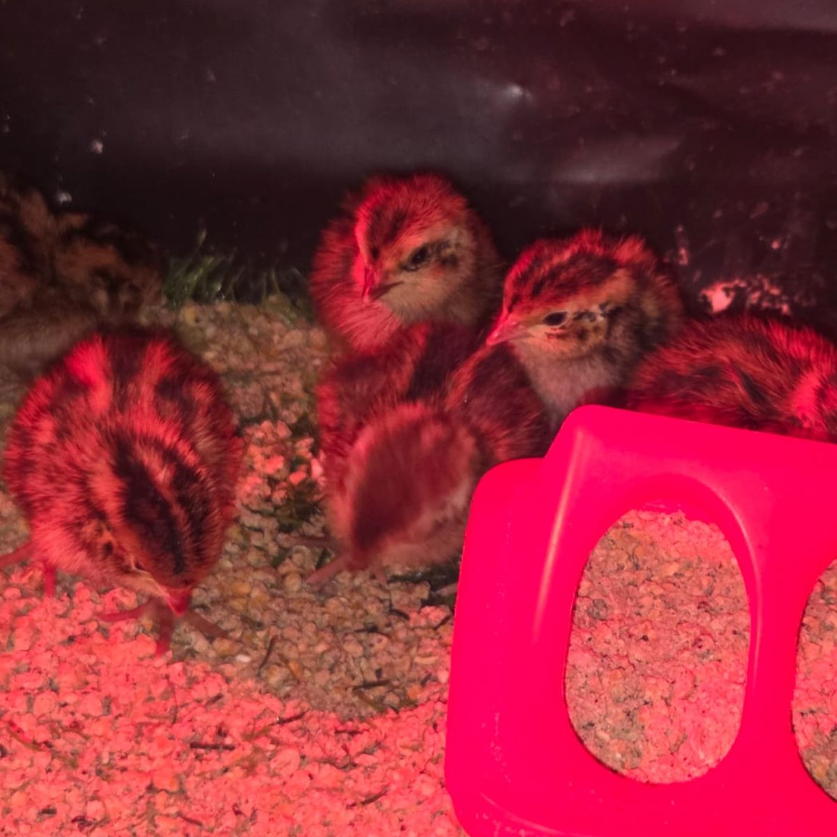 Coturnix Quail Chicks – 2 Week Old Fast Growing & Highly Productive - Image 3