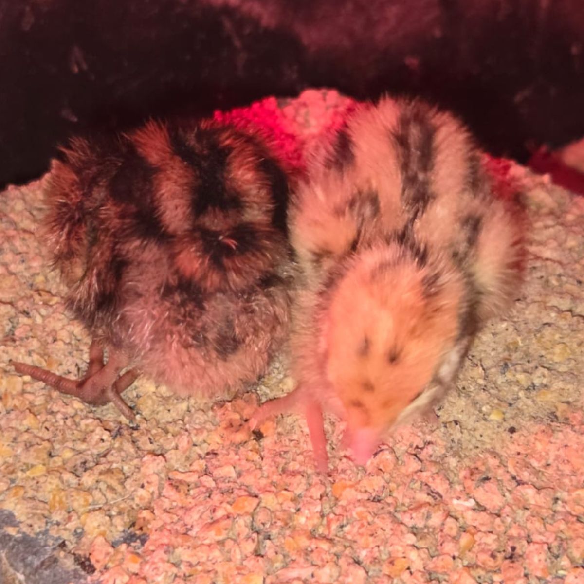 Coturnix Quail Chicks – 2 Week Old Fast Growing & Highly Productive - Image 2