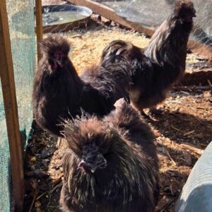 Black Silkie Roosters – Mature Breeding Males