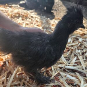 Black Silkie Juvenile Chick – 10 Weeks Old (Price Per Chick) Unsexed