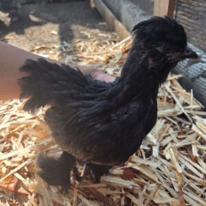 Silkie x Cochin Bantam Cross Juvenile Chick – 10 Weeks Old Unsexed